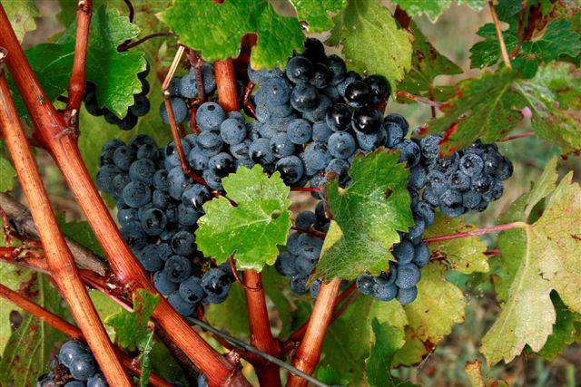 Vignes du Médoc